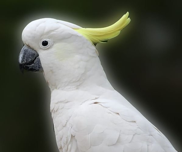 White parrot